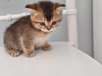 İki aylık bir dişi bir erkek uygun kediler