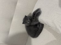 Scottish Fold Yavrulara Yuva Olur Musun