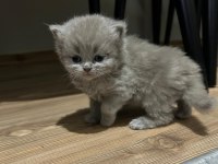 British longhair miniğimize yuva arıyoruz