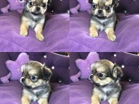 Chihuahua için okumadan iletişim kurmayın lütfen