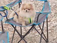 Pomeranian boo Thecup