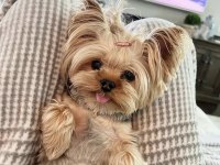 A kalite morkie yavrular