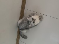 Tatlış pembe burun british shorthair kızım ruby