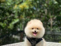 Pomeranian boo safkan ayı surat bebek köpekler