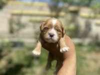 Maltipoo yavrularımız