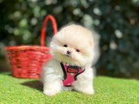 Safkan Pomeranian Boo Yavrularımız