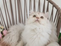 Safkan British Longhair Silver Karşınızda
