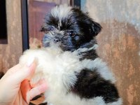 BÜYÜMEYEN BOY MİNYATÜR TEACUP MORKİE BEBEK