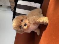 Büyümeme garantili tüy dökmeyen maltipoo