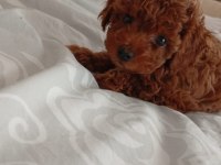 TOY POODLE KÖPEĞİ