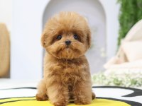 Show Düzeydeki Toy Poodle Bebeklerim