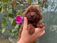 Minik poodl turtalarım yeni ailesini arıyor