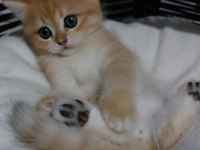 Safkan british shorthair açıklamayı okuyun lütfen