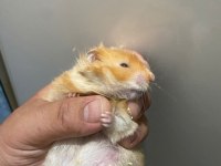 Bıdık Hanım Hamster (Teddy Turuncu)