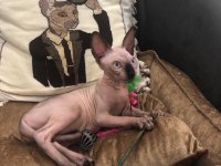 sphynx sfenks tüysüz dişi erkek yavruları