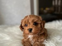 Maltipoo yavrularımız