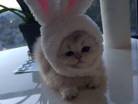 Son bir dişi pamuk british longhair