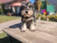 Şecereli anne babadan schnauzer yavrularımız