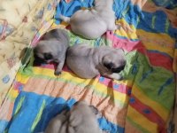 Pug mops yavrular yeni yuvasına gitmeye hazır