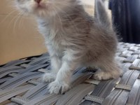 Scottish Fold sahiplendirme