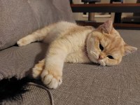 British Shorthair Golden 1 Yaşında Dişi