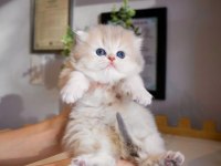 Nadir Görülen AY Golden British Longhair