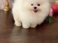 Saf kan ayi surat Pomeranian erkek