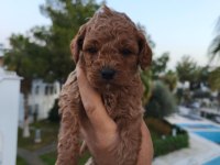 Poodle köpeğimizin tüm aşıları yapıldı