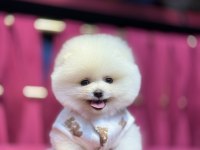 Miço Irk garantili pomeranian