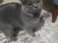 British Shorthair Yavrular