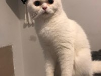 Scottish fold