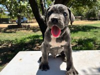 DEV CANE CORSO İTALİANO YAVRULARI