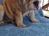 EFSANE ANATOMİ ORİJİNAL ENGLİSH BULLDOG YAVRULAR