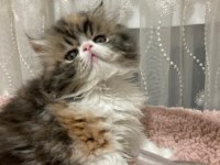 Exotic shorthair kediler
