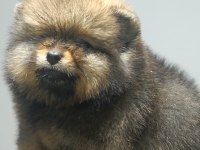 Pomeranian boo YAVRULARIMIZ ırk ve sağlık garantili