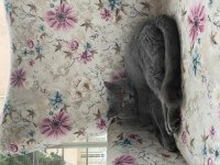 Irk garantili scottish fold ve british yavrularımız