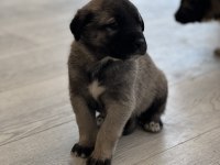 Safkan Kangal Panter Torunu Soy Garantili