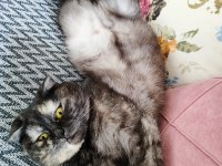 Ücretsiz sahiplendirme scottish fold kedimiz