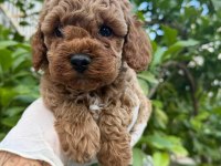 Sağlıklı Poodle Yavrular