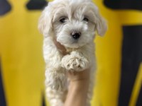 A Kalite Maltese Yavruları 0 Beden