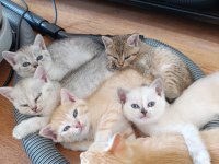 British shorthair mersin Tarsus cüzi ücretli
