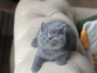 Hemen Teslim British Shorthair Yavrum
