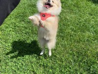 8 Aylık Dişi Pomeranian Yavrumuz