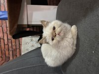 Sevimli oyun kedisi 2 kardeş iran kedisi