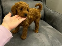 4 YAVRU TOY POODLE