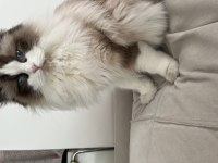 15 aylık dişi Bicolour Ragdoll