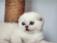 SAFKAN SCOTTİSH FOLD & BRİTİSH SHORTHAİR KEDİLER