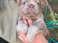 French Bulldog Yavru Köpekler
