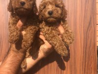 A kalite toy poodle yavrularım