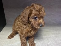 Kore 56 Günlük Toy Poodle Dişi ve Erkek Yuva Arıyor